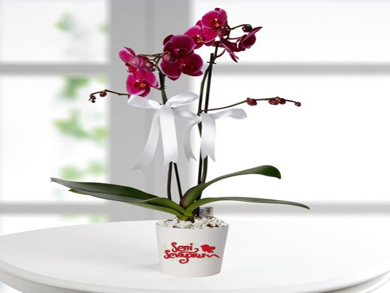 Çift Dal Mor Orkide Seni Seviyorum Mesajlı