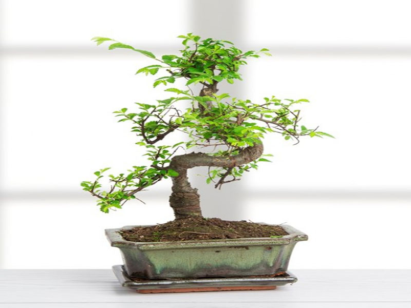 Zelkova Bonsai